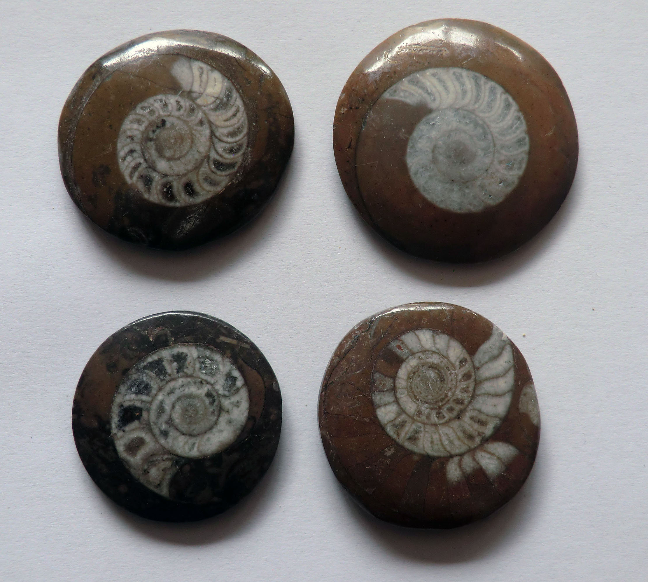 Polished Ammonite Fossil Discs (30-40mm) (6A)
