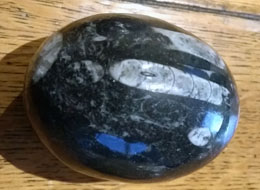 Black Polished Egg (70mm) with Fossils 9A
