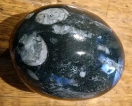 Black Polished Egg (65mm) with Fossils 9B
