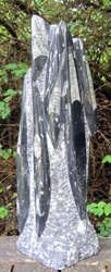 Orthoceras Sculpture M14 31cm (12 inches) High
